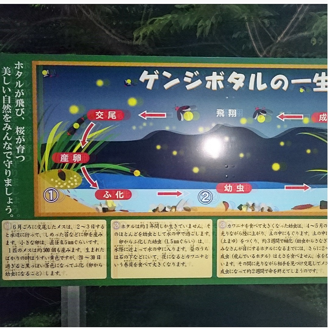 キービジュアル画像：金生山とゲンジボタル｜まち便り