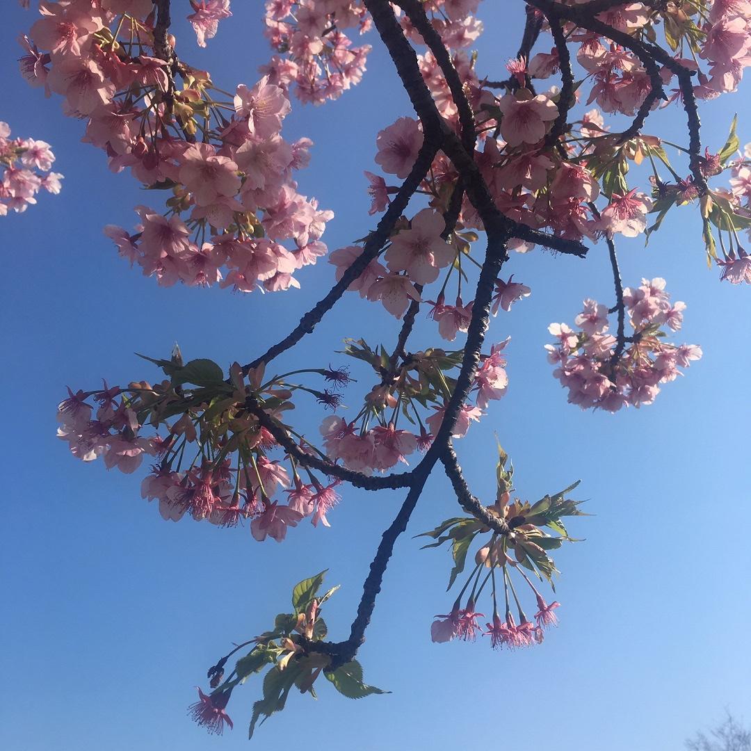 キービジュアル画像：ひと足早く咲いていました
