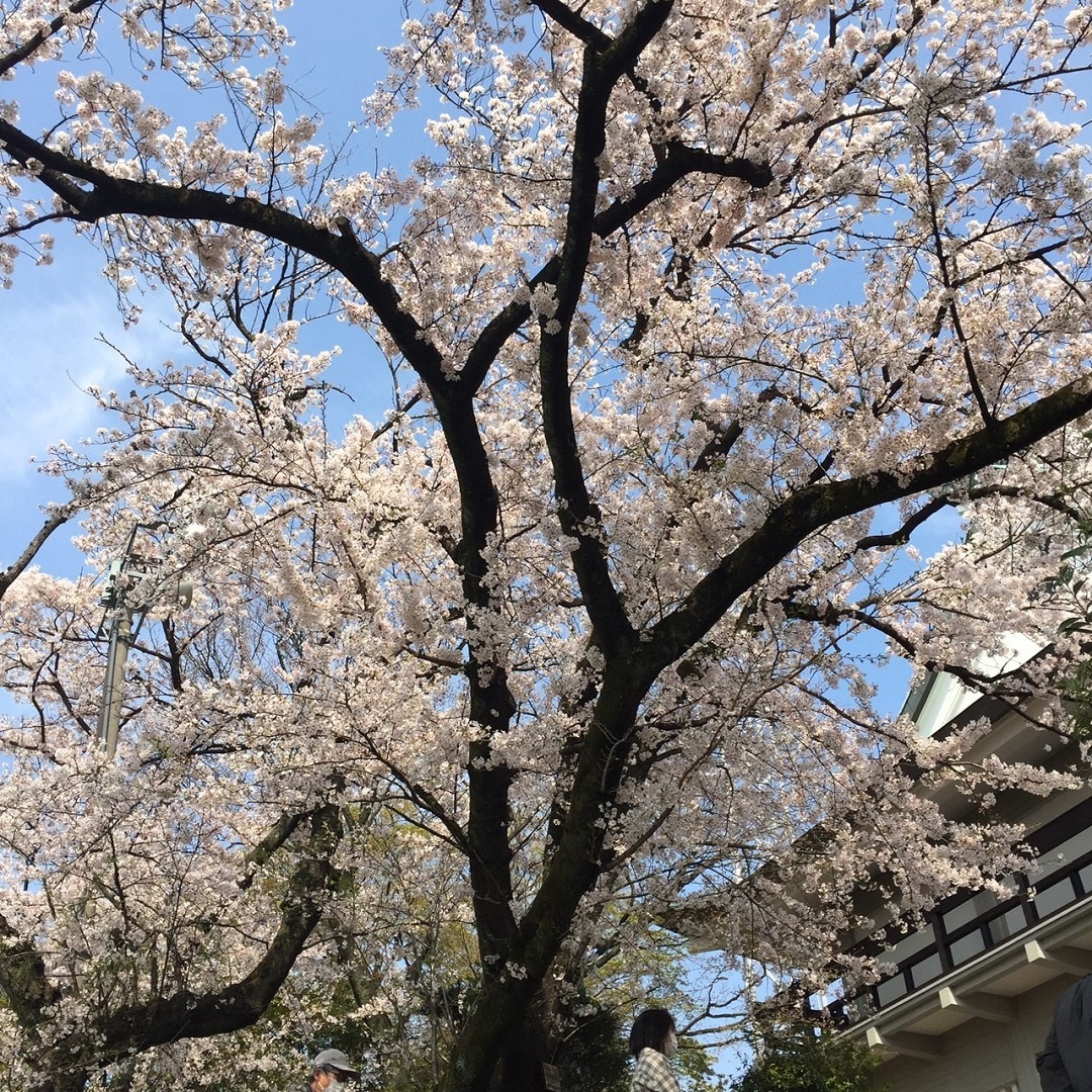 【エアポートウォーク名古屋】桜スポット
