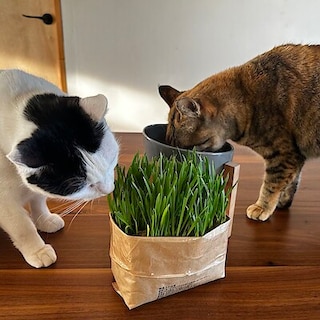 【スマーク伊勢崎】２月２２日（にゃんにゃんにゃんの日）