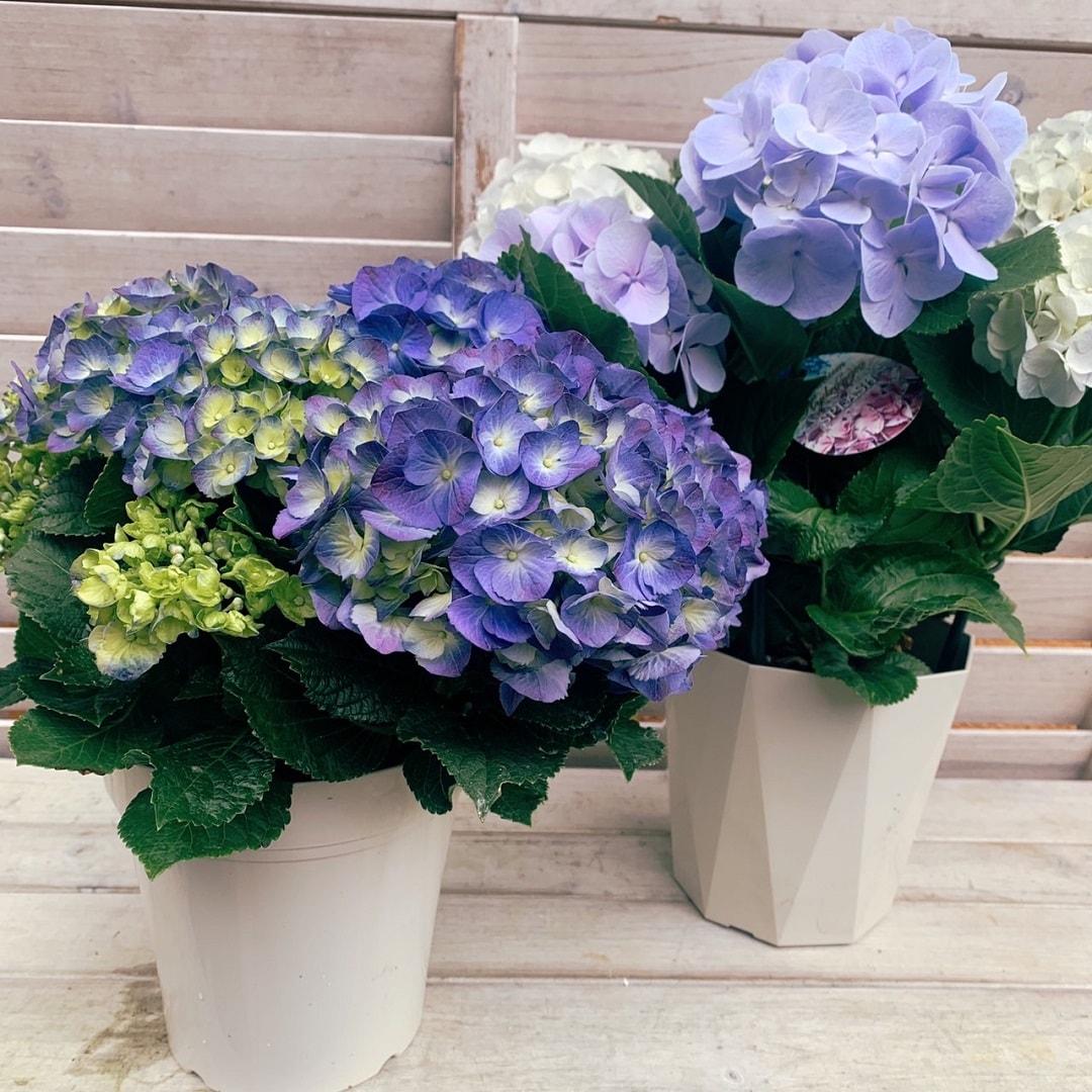 紫陽花
