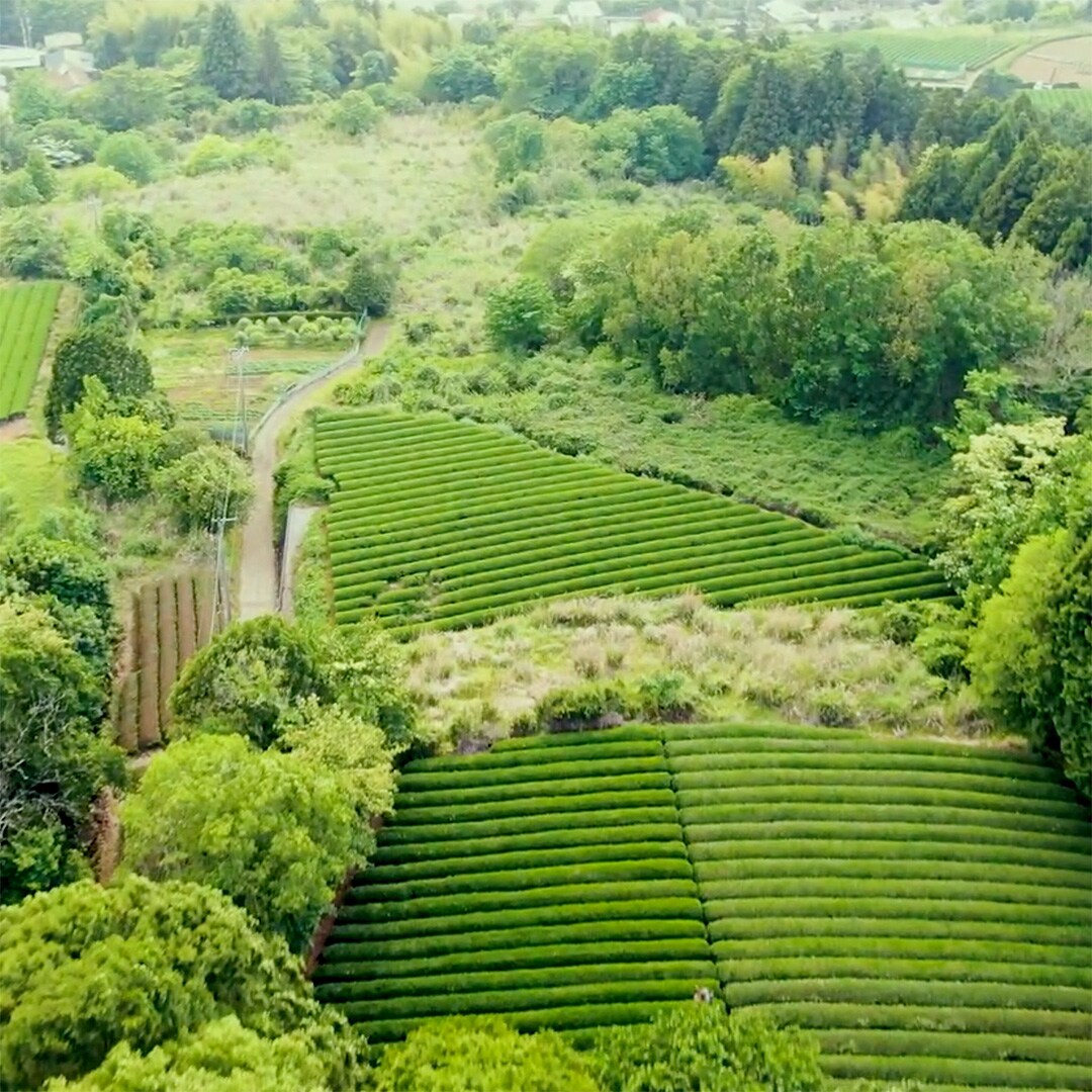 【東急プラザ戸塚】丹沢大山茶