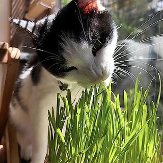 【ゆめタウン姫路】愛猫お気に入り無印良品の猫草