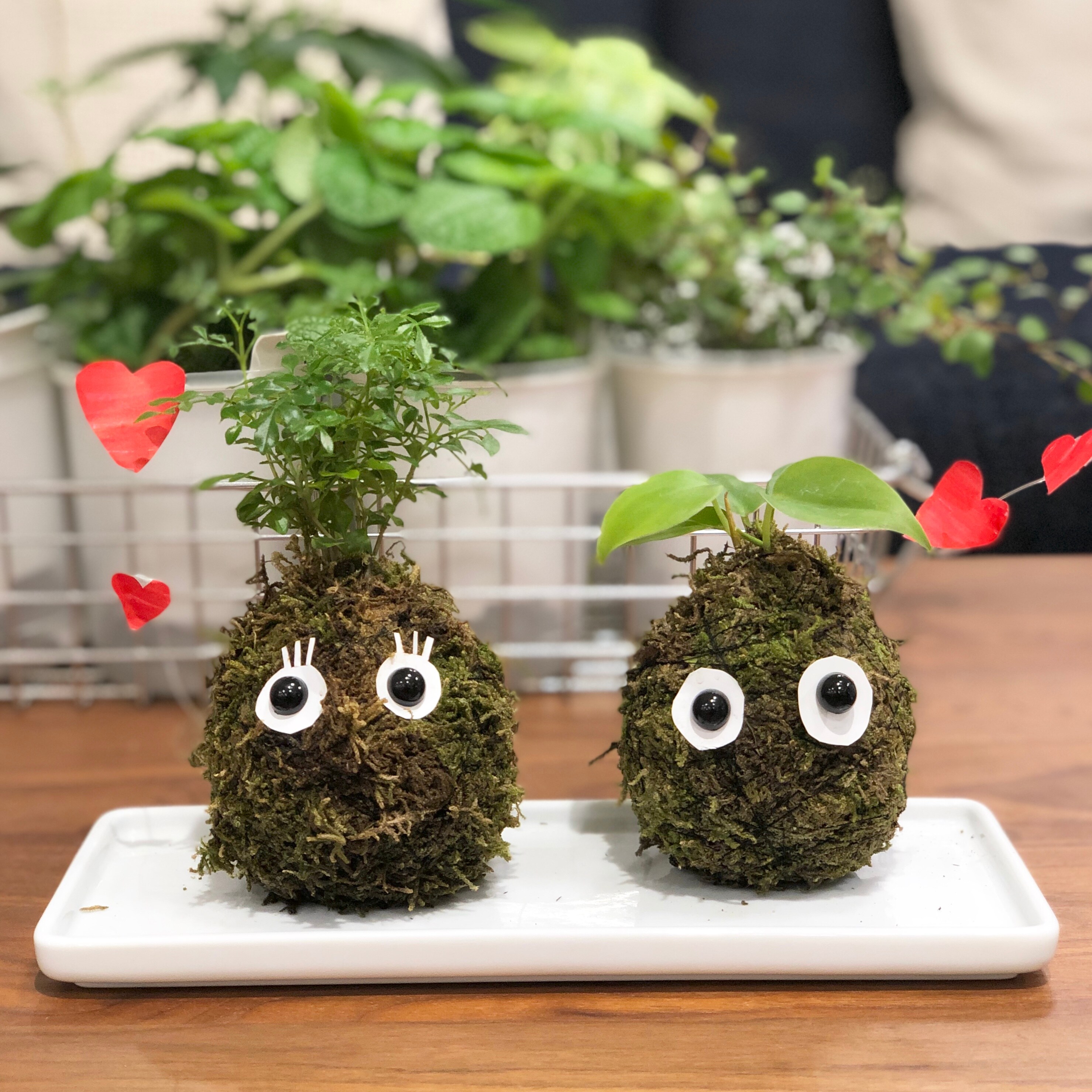 キービジュアル画像：８月は、こけ玉つくりで思い出つくり