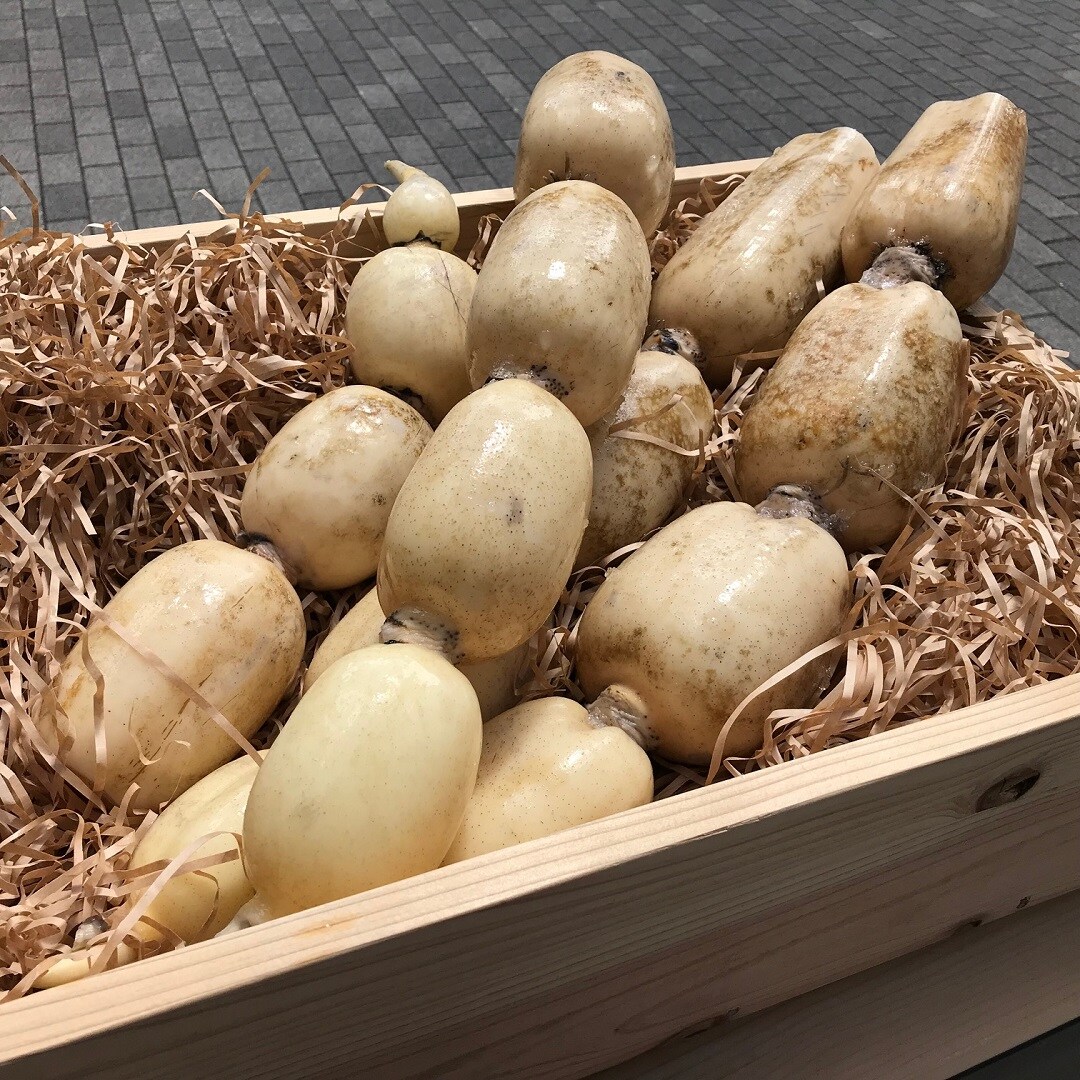 キービジュアル画像：【有楽町】茨城県霞ヶ浦市産のれんこんが入荷しました