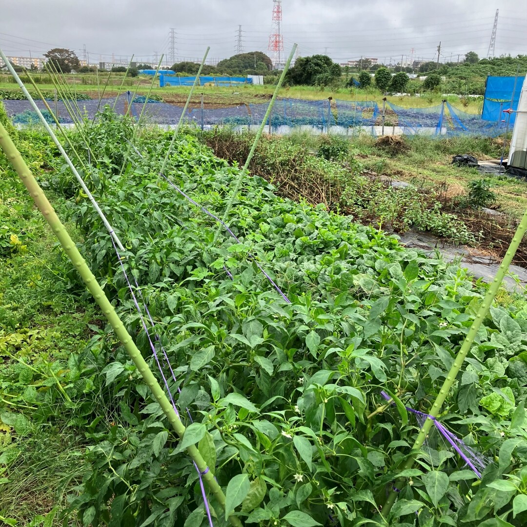 野菜収穫体験の写真_キービジュアル