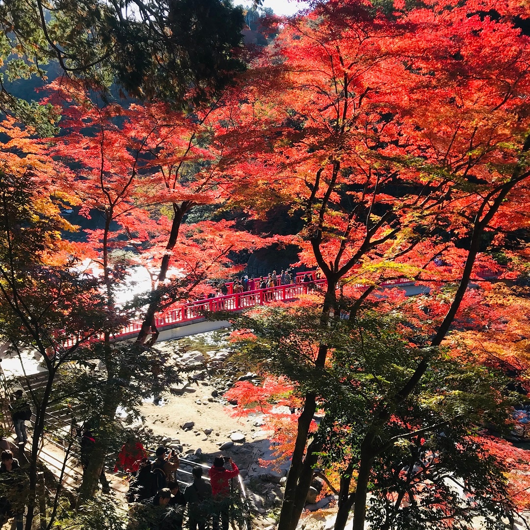 キービジュアル画像：紅葉狩りに行ってきました｜スタッフの旅行記