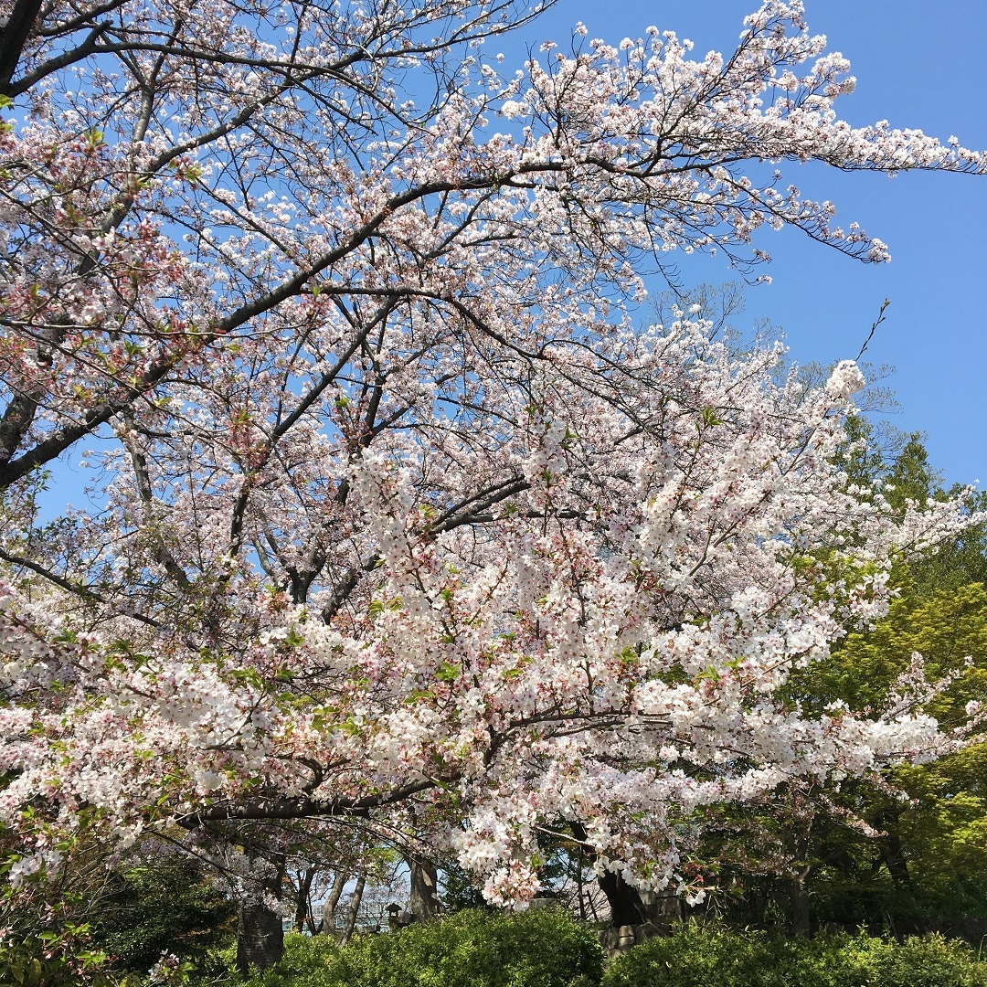 桜トップ