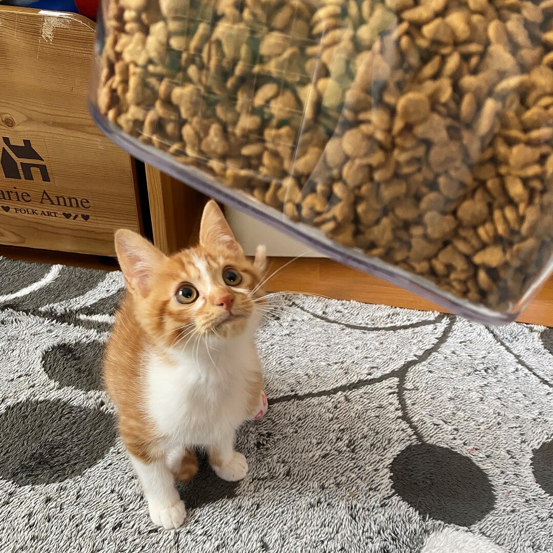 【イオンモール成田】ねこの日