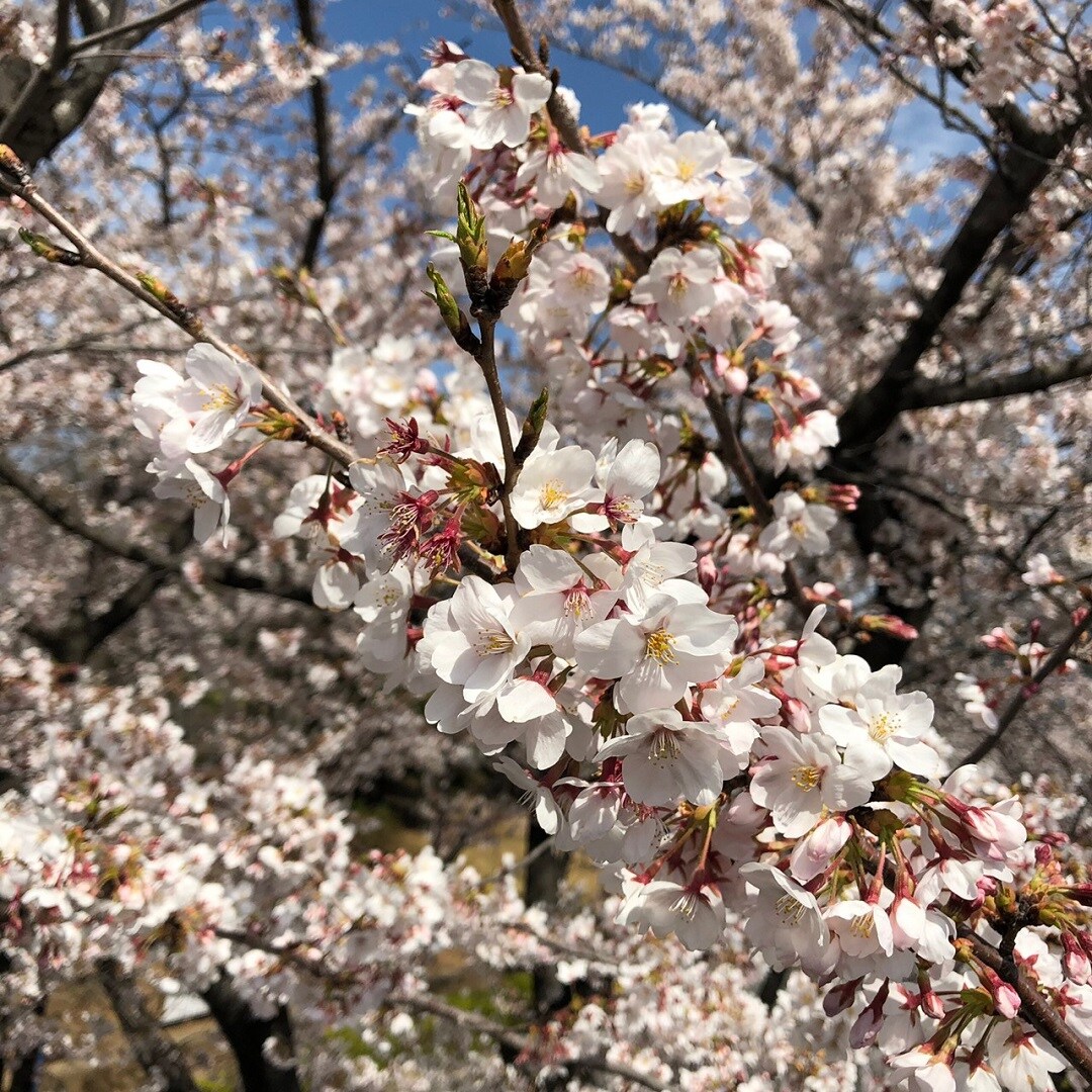 キービジュアル画像：【リヴィン光が丘】光が丘公園お花見情報