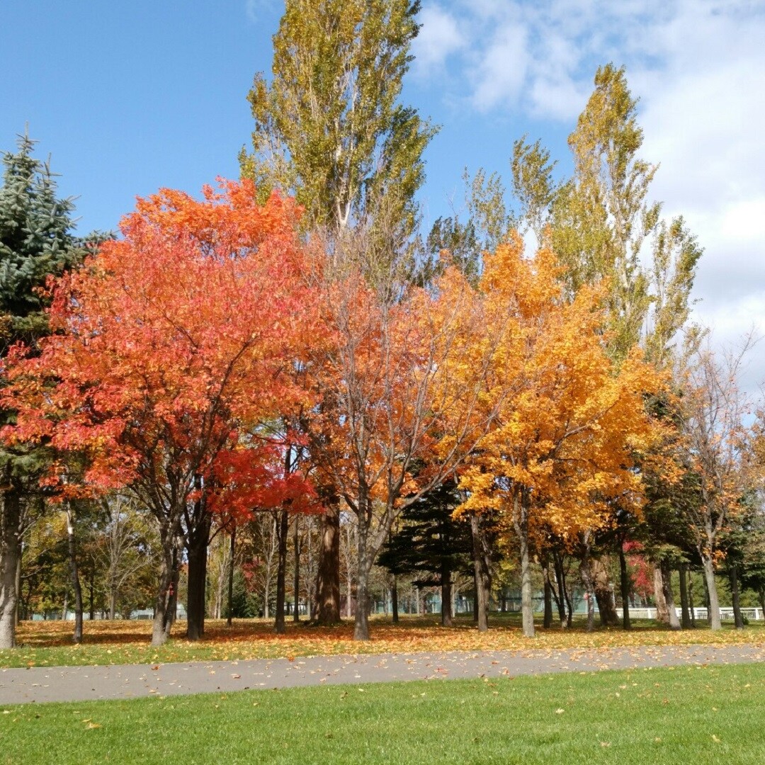 キービジュアル画像：紅葉スポットへ行ってきました