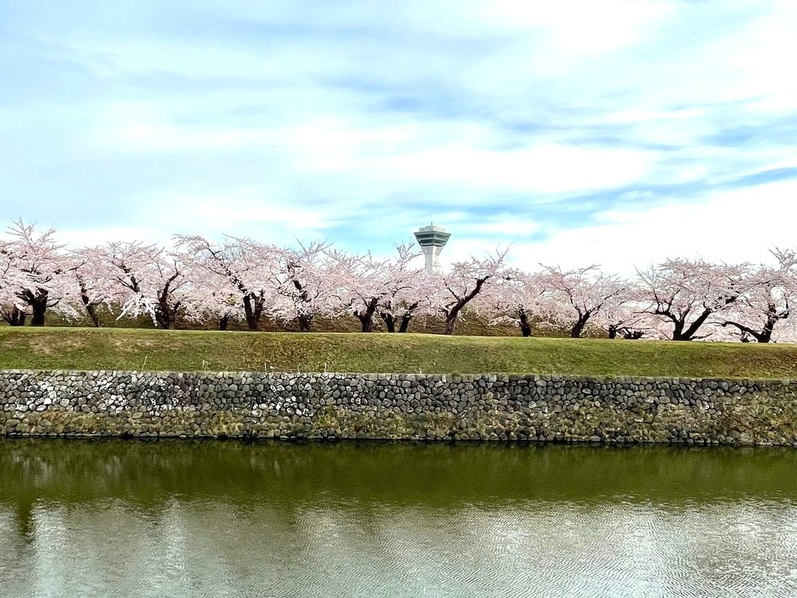 【シエスタハコダテ】函館、桜が咲きました
