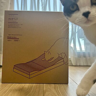 【イオンモール八千代緑が丘】部屋になじむ爪とぎベッド新登場