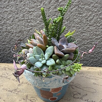 【西友荻窪】ワークショップ  はじめての多肉寄せ植え体験 