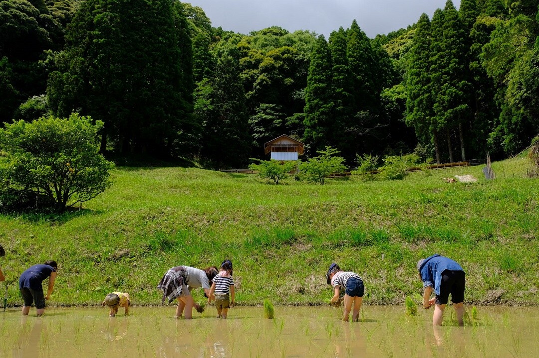 【イオンモール木更津】有機米田植え、鴨川里山トラスト～2022年～