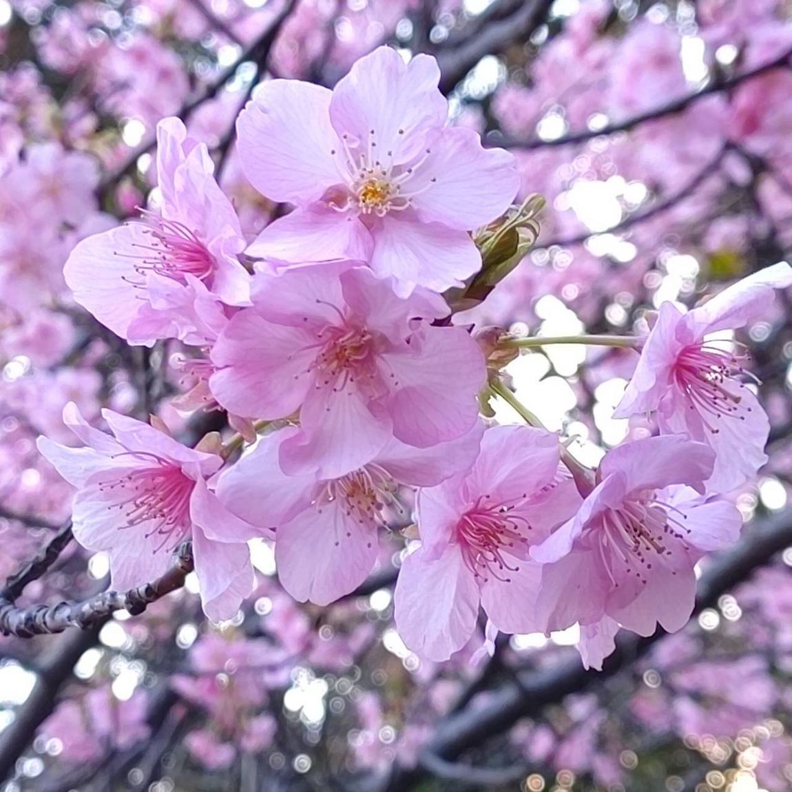 さくら　トップ