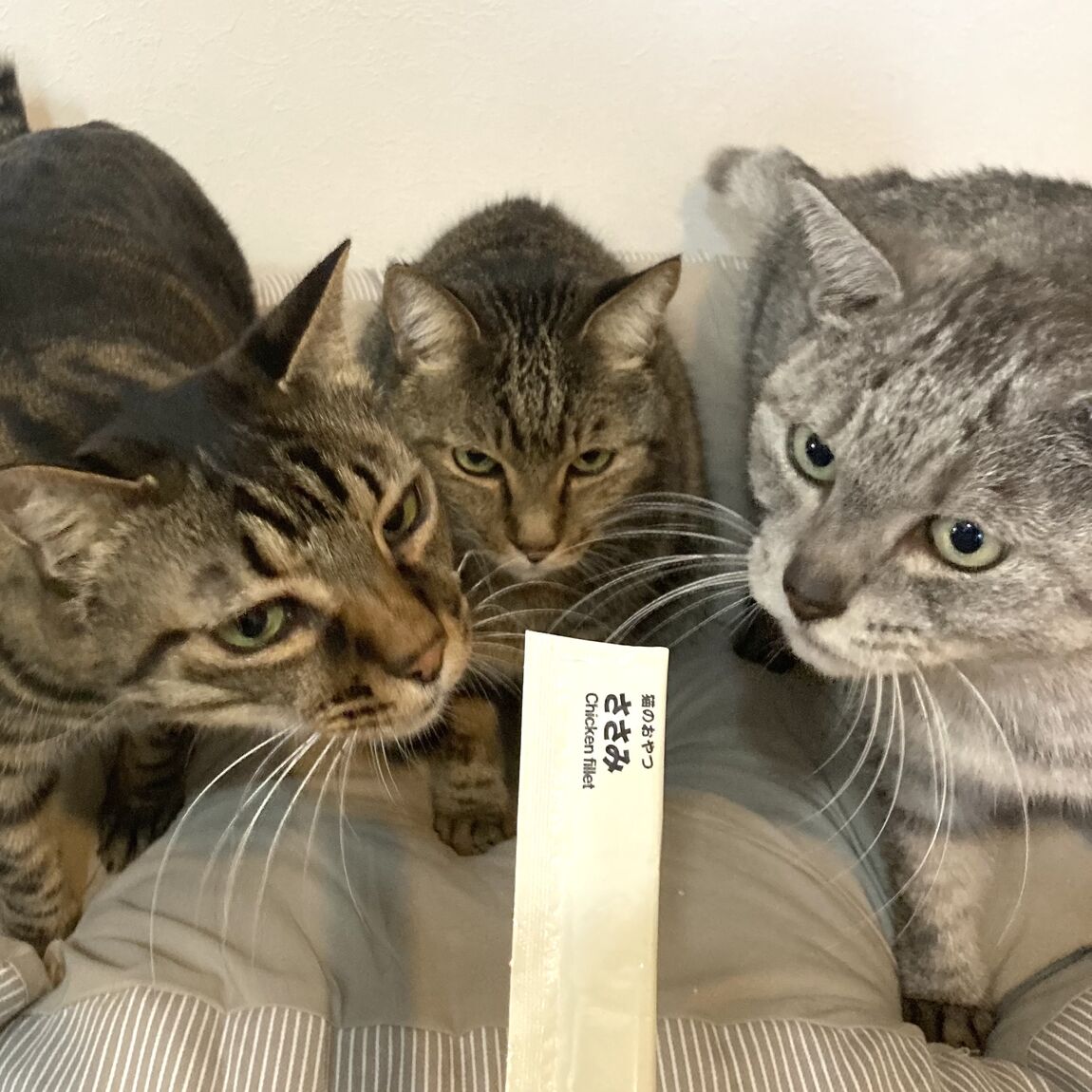 【イオンモール各務原】猫のごはん&おやつ