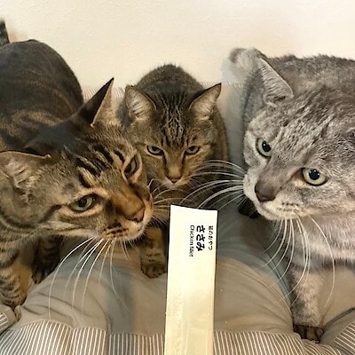 【イオンモール各務原】価格を見直しました！猫のごはん&猫のおやつ 