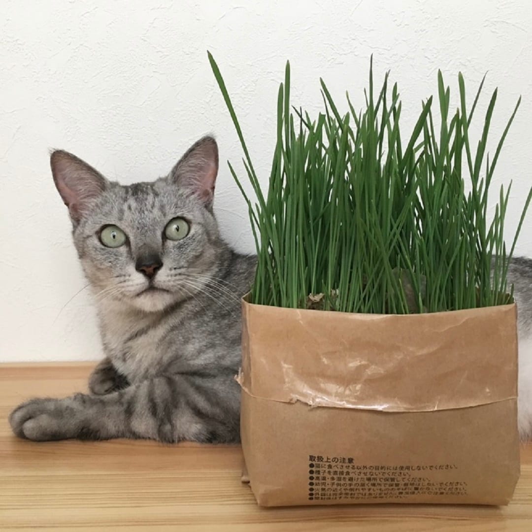 【イオンモール各務原】8月8日は世界猫の日:愛猫へ猫草を