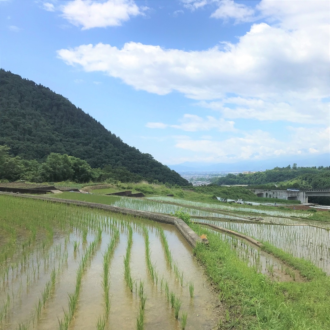 イオンモール甲府昭和 山梨県甲斐市御領棚田 田植え体験 イベントレポート 無印良品