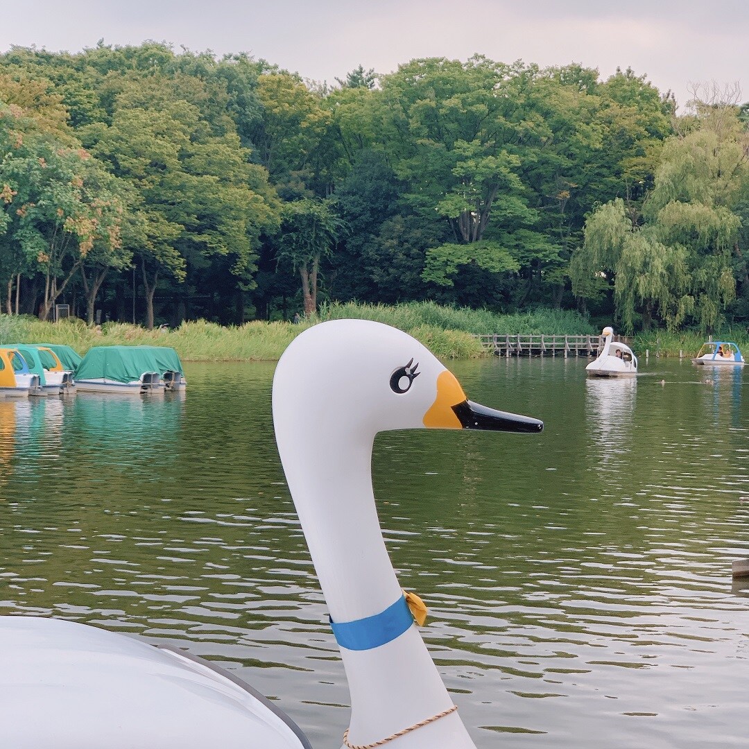 キービジュアル画像：9月の石神井公園｜まち便り