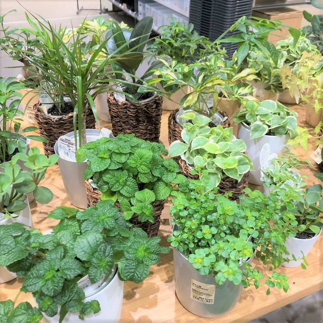 【モレラ岐阜】観葉植物入荷しました。