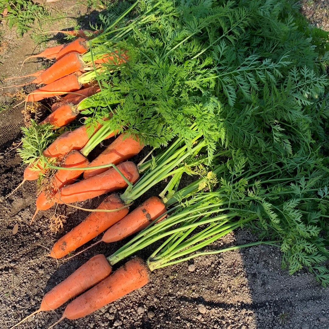 なごや産の野菜の魅力に迫る 講座に参加しました