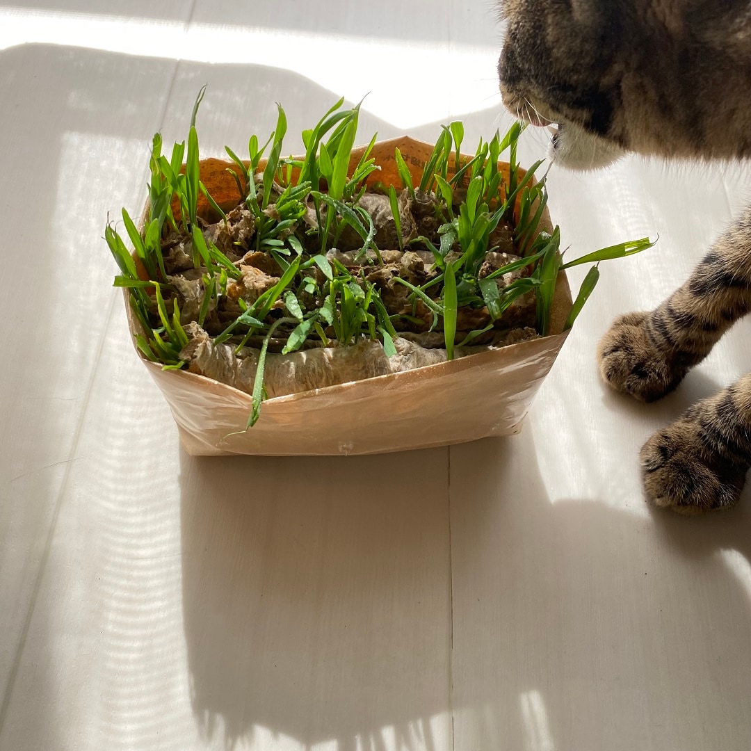 猫の愛用品 猫草栽培セット