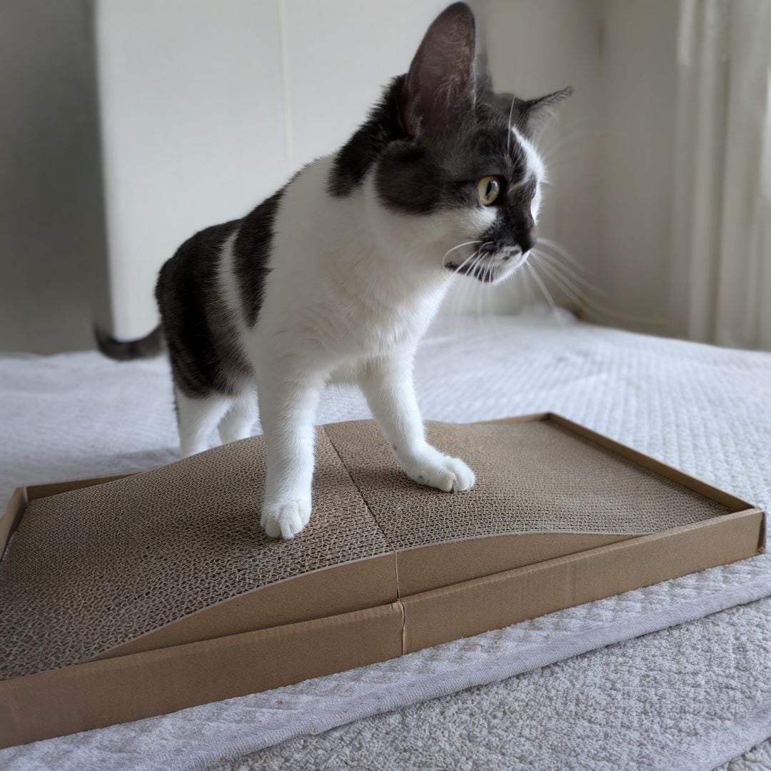 爪とぎベッドと猫の画像