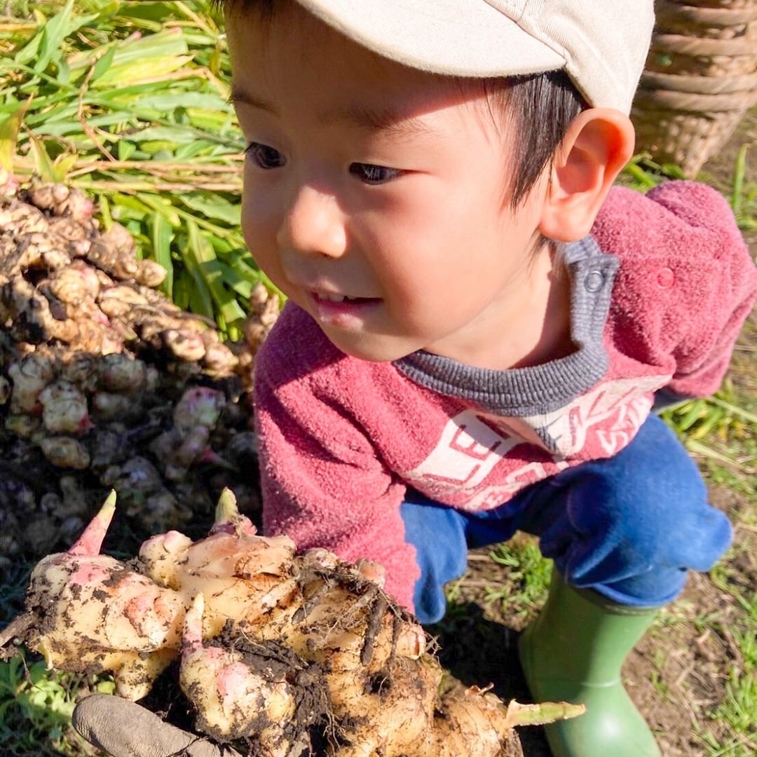 【イオンモール浦和美園】「しょうがのむし」収穫体験してきました。