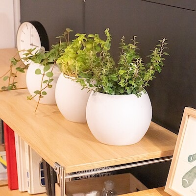 【グランフロント大阪】冬のお部屋時間を彩る自然の色