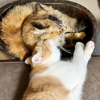 【グランフロント大阪】2月22日は猫の日