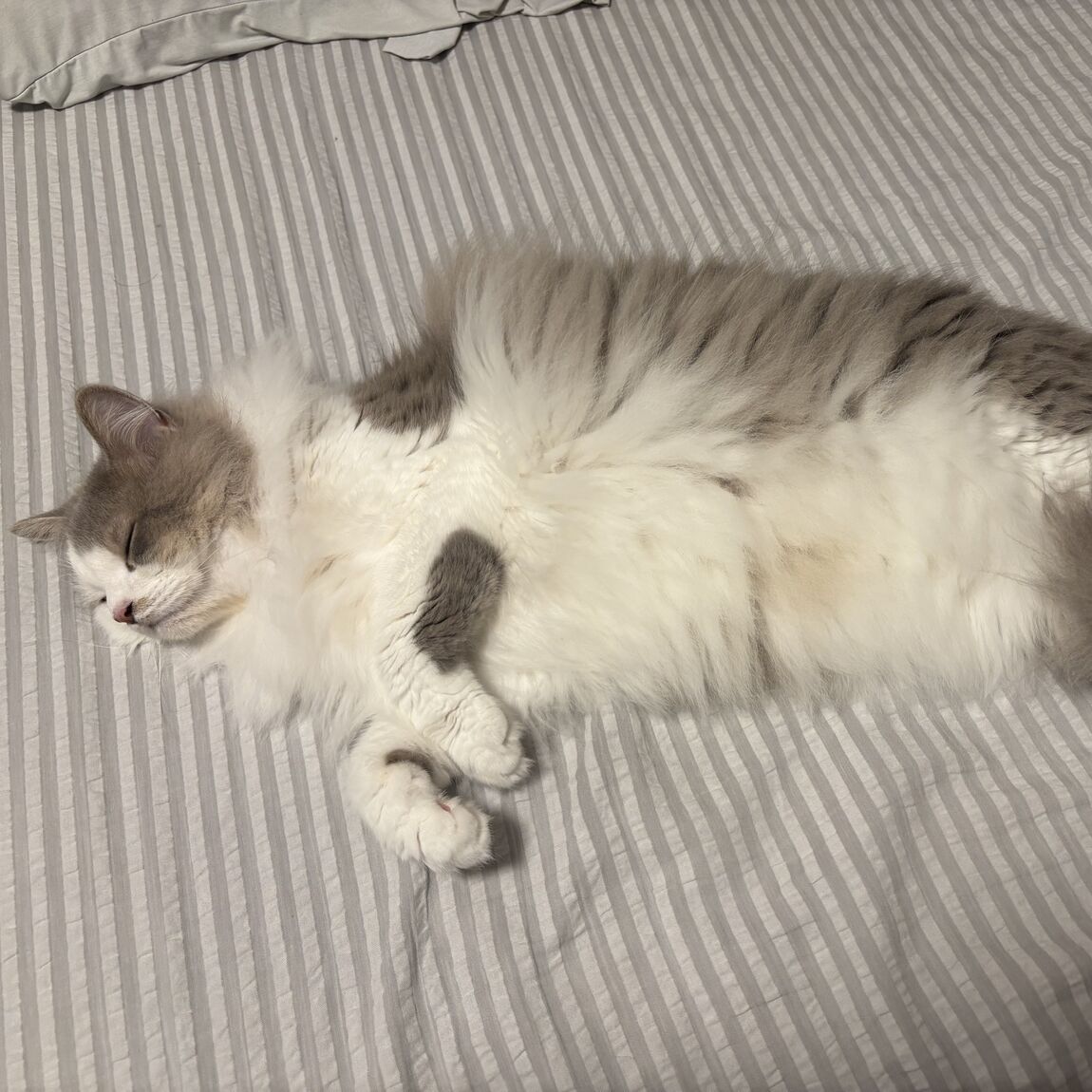 ねこ