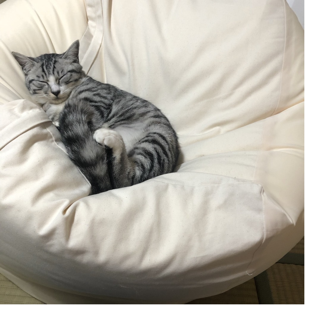 ねこ１