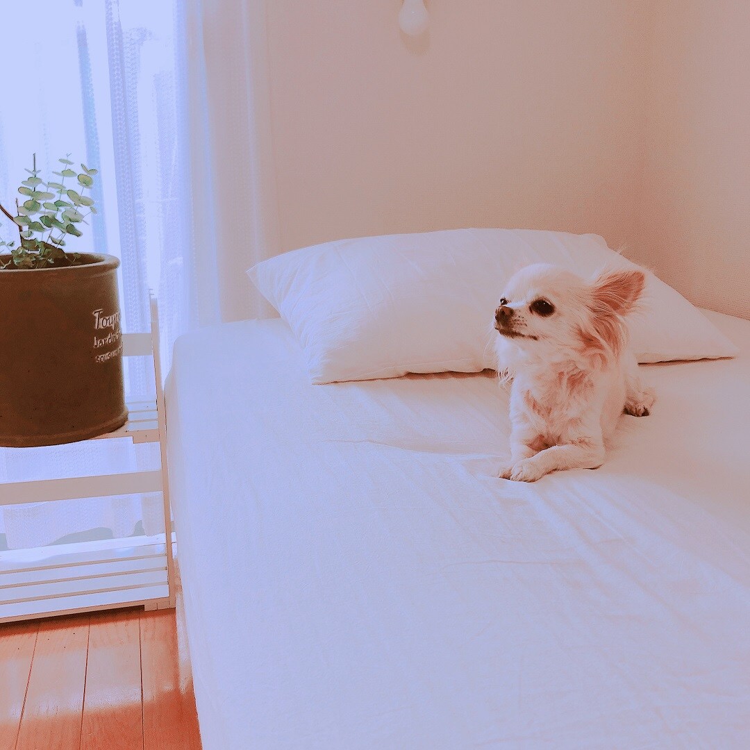 快眠の、ススメ。