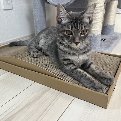 【アリオ蘇我】ペット用品から新発売◯爪とぎベッド