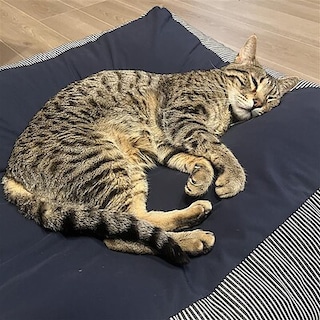 【アリオ蘇我】２/２２はねこの日です