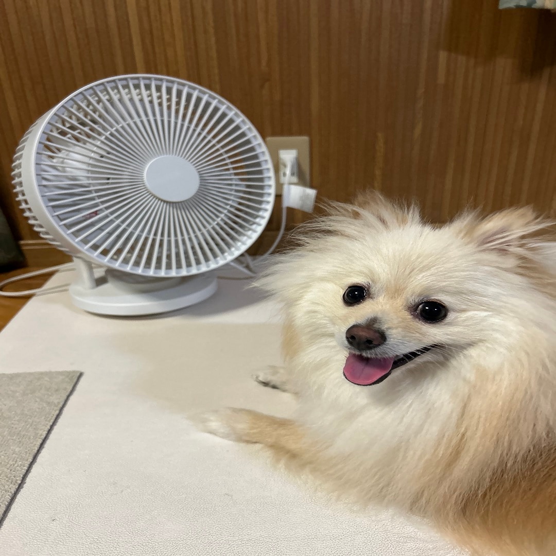 犬