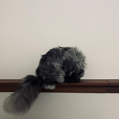 【コクーンシティさいたま新都心】壁に付けられる家具　棚　～猫の通り道～