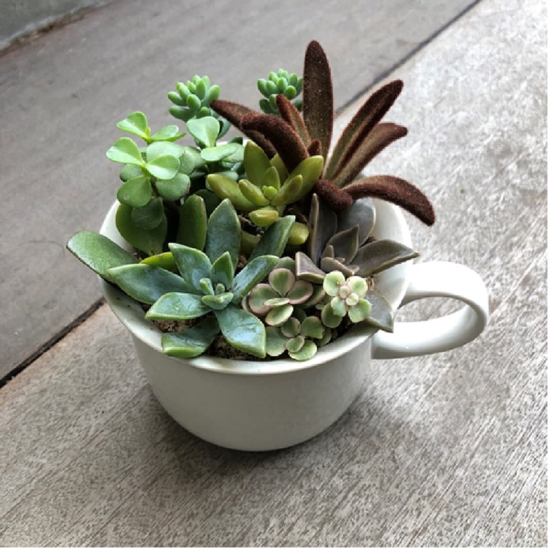 キービジュアル画像：PLANTS・PLANTS +plus flowers「多肉植物の寄せ植え」｜店舗からのお知らせ