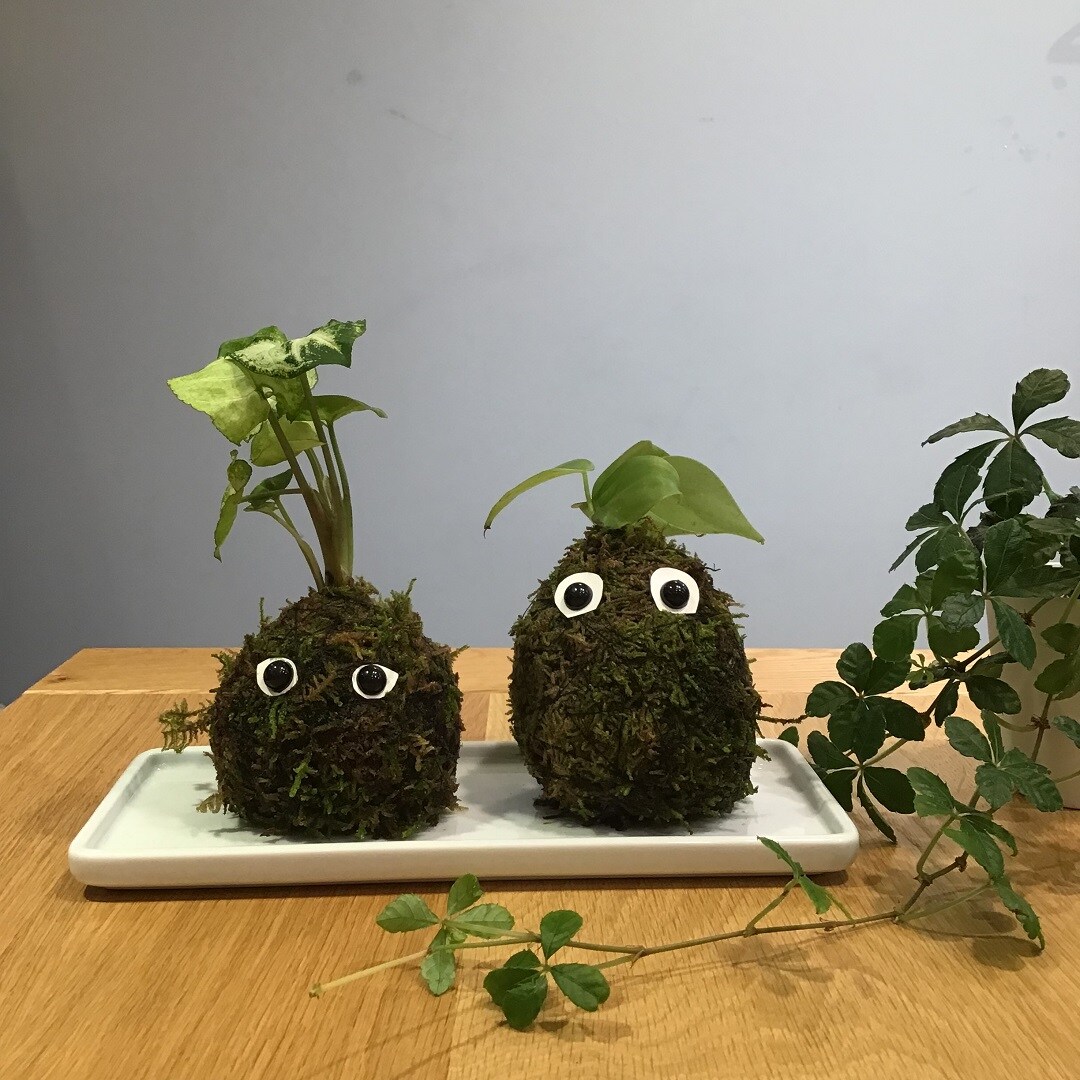 こけ玉