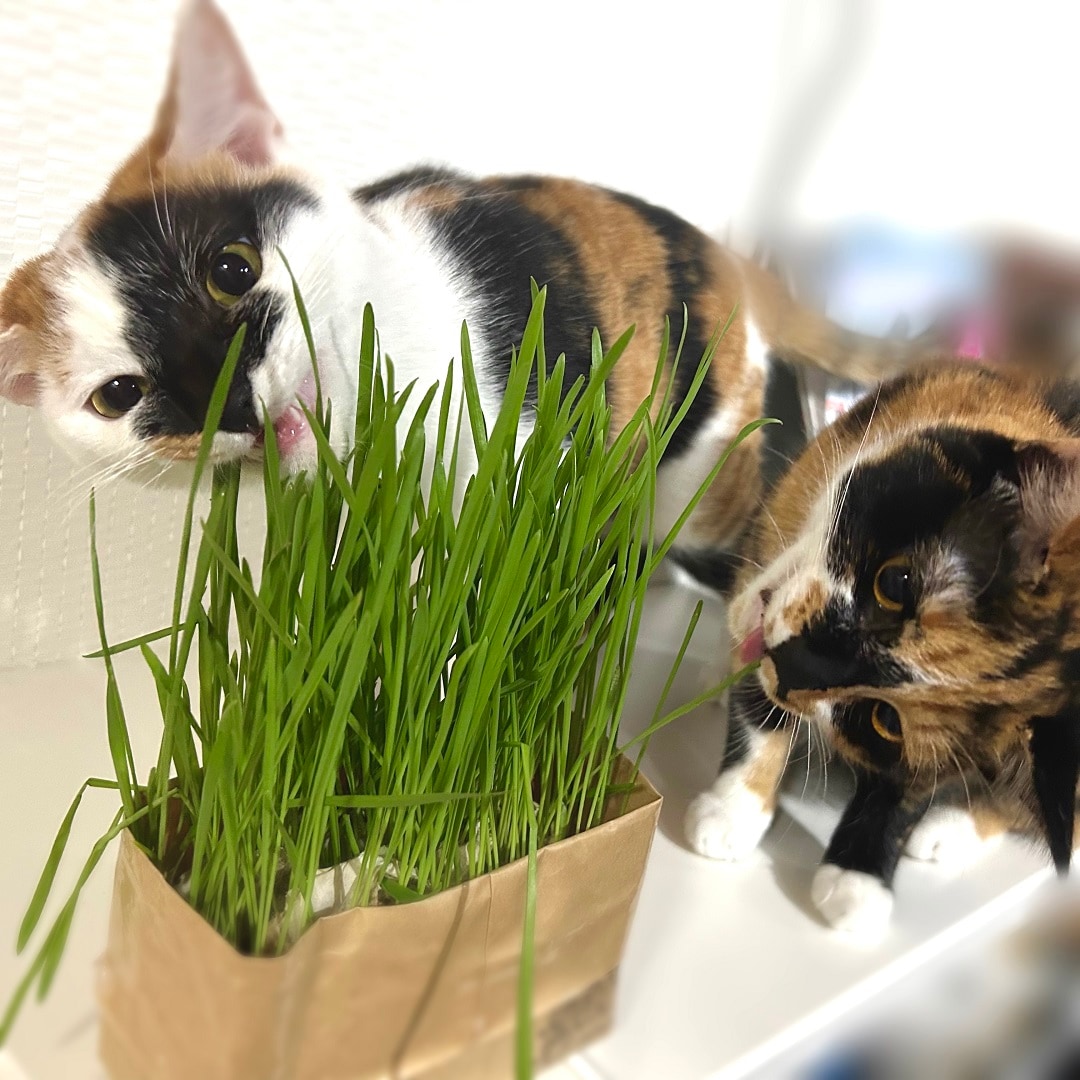 【イオンモール広島府中】我が家も猫草デビュー