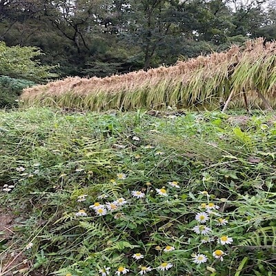 【二子玉川】収穫の秋