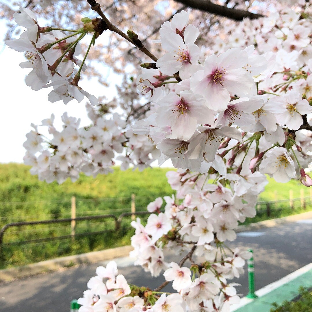 キービジュアル画像：二子玉川便り ｜ 多摩川で見つけたモノ Vol.2「桜のようす」