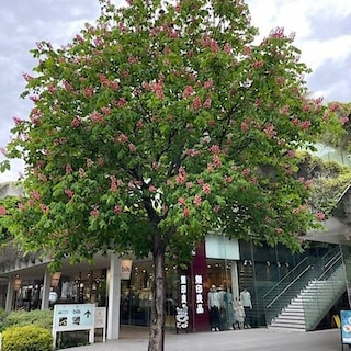 【二子玉川】マロニエの木