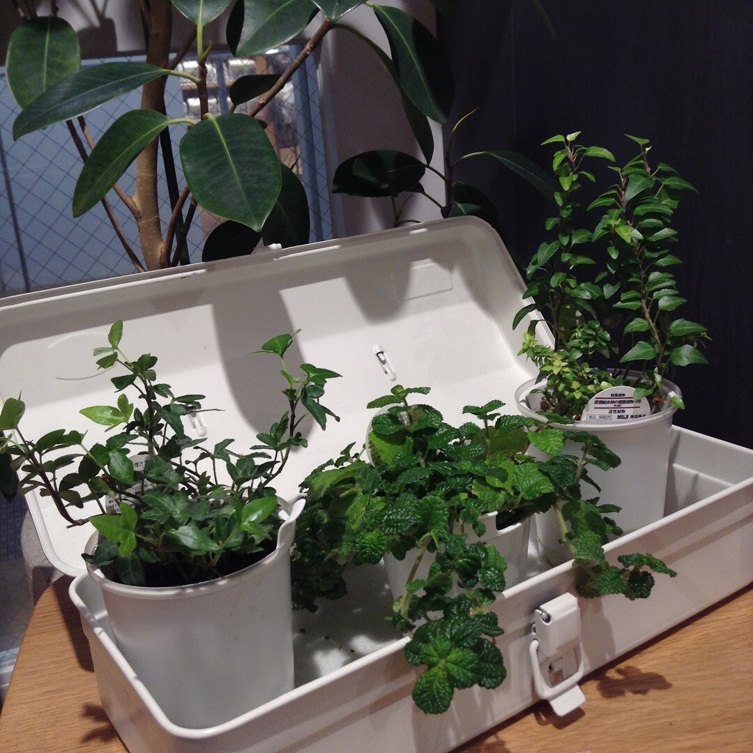 観葉植物