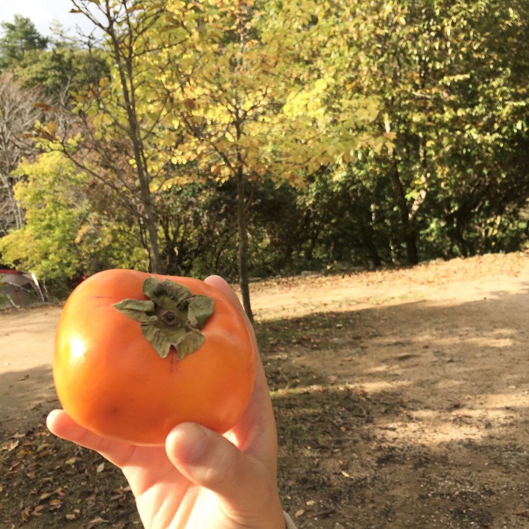 【ららぽーと甲子園】秋みつけた