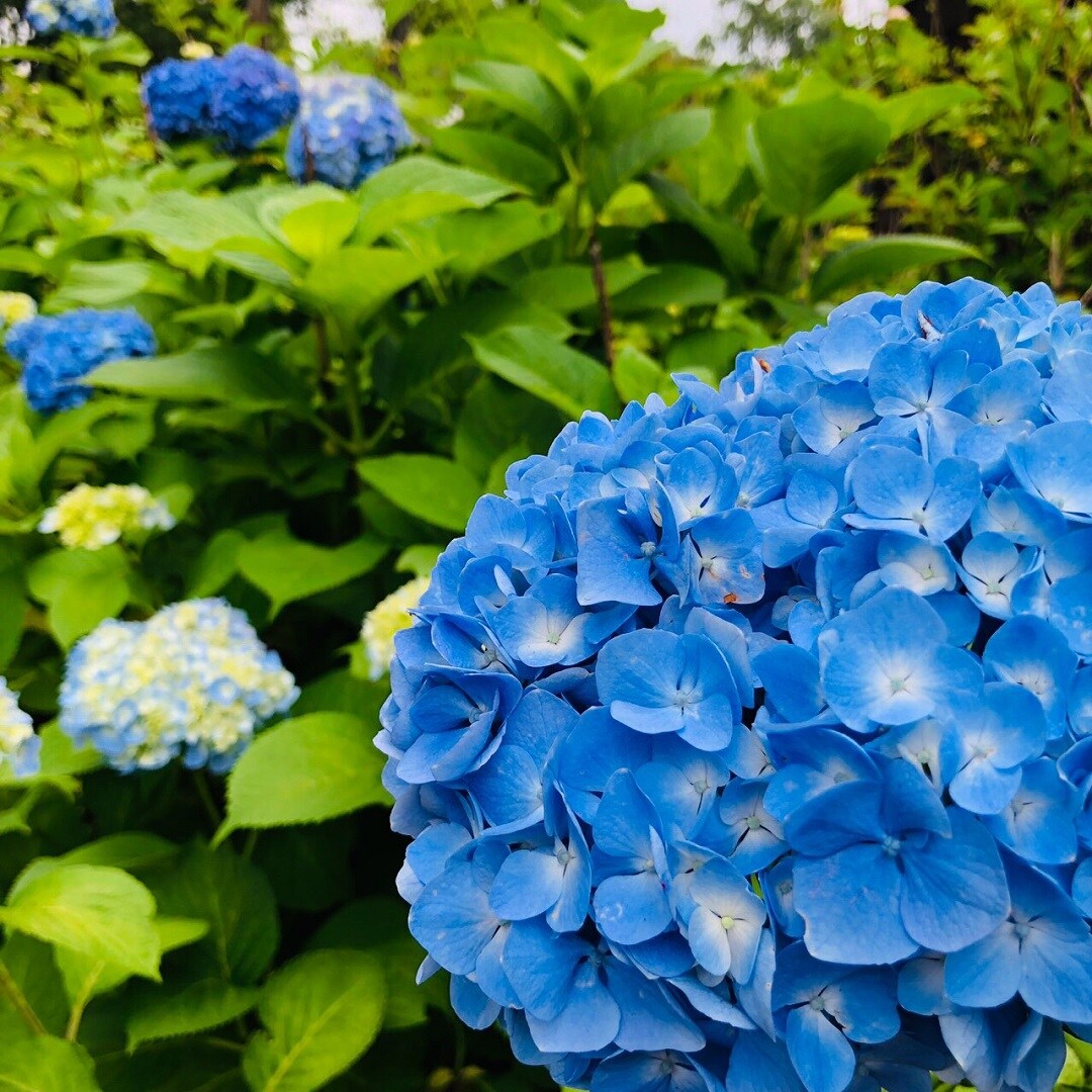 キービジュアル画像：郷土の森　あじさいまつり