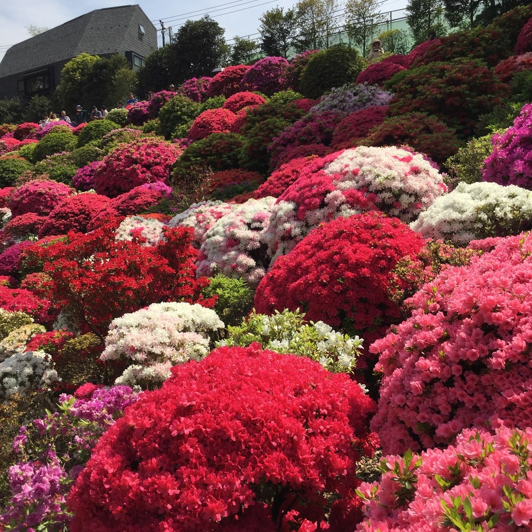 キービジュアル画像：季節の花だより　「根津神社のつつじ」