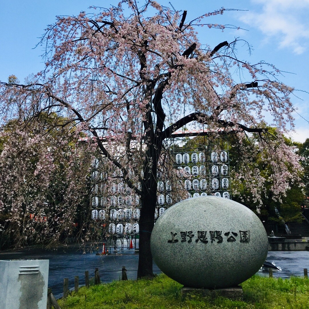 上野公園の桜